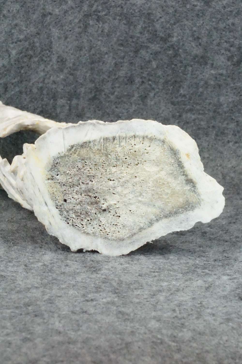 Bat Zuni Fetish Carving - Lewis Malie Jr.
