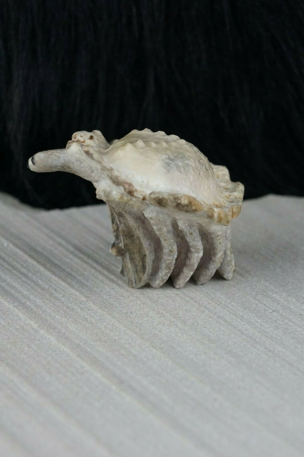 Hermit Crab Zuni Fetish Carving - Maxx Laate - High Lonesome Trading