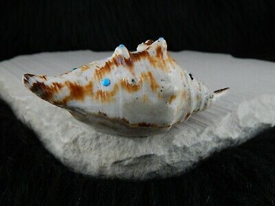 Sea Shell Zuni Fetish - Eric Lonjose - Zuni Sea Shell Carving - Native American - High Lonesome Trading
