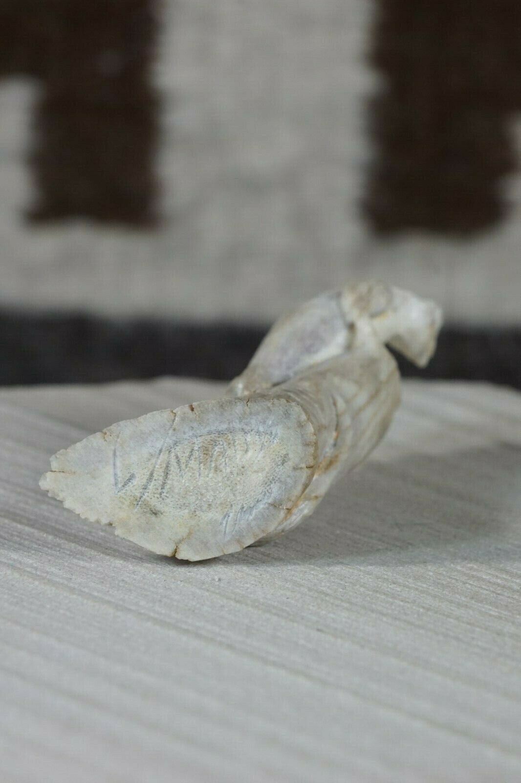 Iguana Zuni Fetish Carving - Lewis Malie - High Lonesome Trading