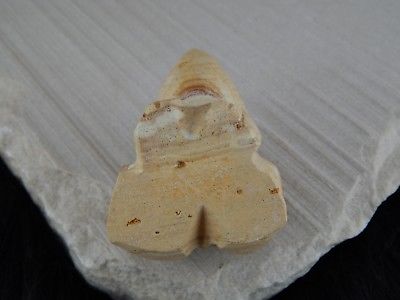 Frog Zuni Fetish Carving - Native American - High Lonesome Trading