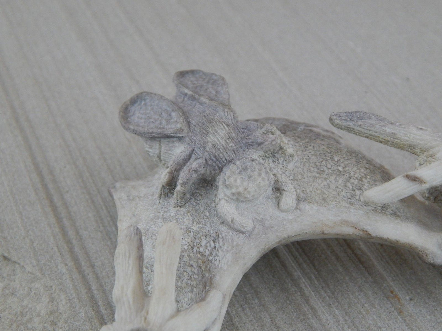 Spider & Bug Zuni Fetish Carving - Glenn Laate - High Lonesome Trading