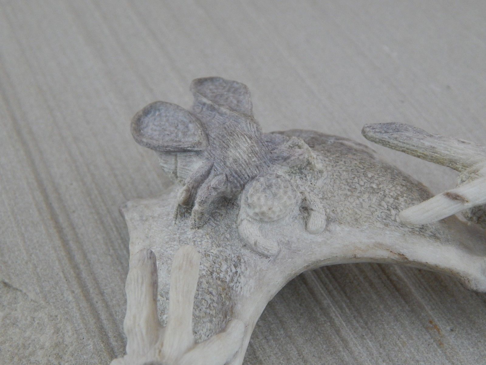 Spider & Bug Zuni Fetish Carving - Glenn Laate - High Lonesome Trading