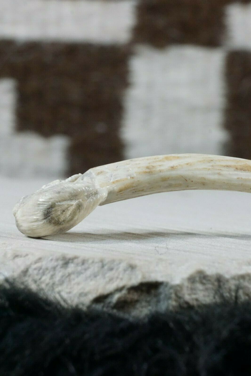 Bear Zuni Carving - Derrick Kaamasee - High Lonesome Trading