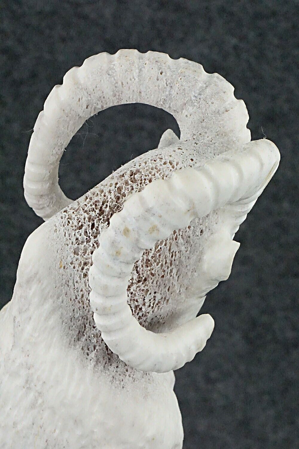Ram Zuni Fetish Carving - Maxx Laate