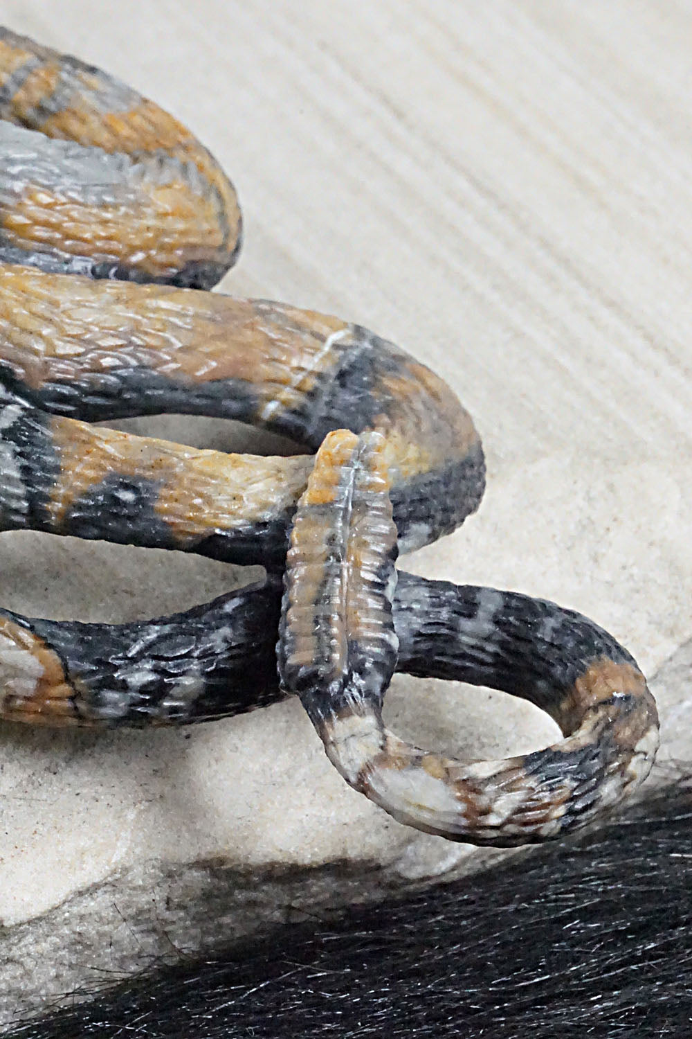 Rattlesnake Zuni Fetish Carving - Travis Lasiloo
