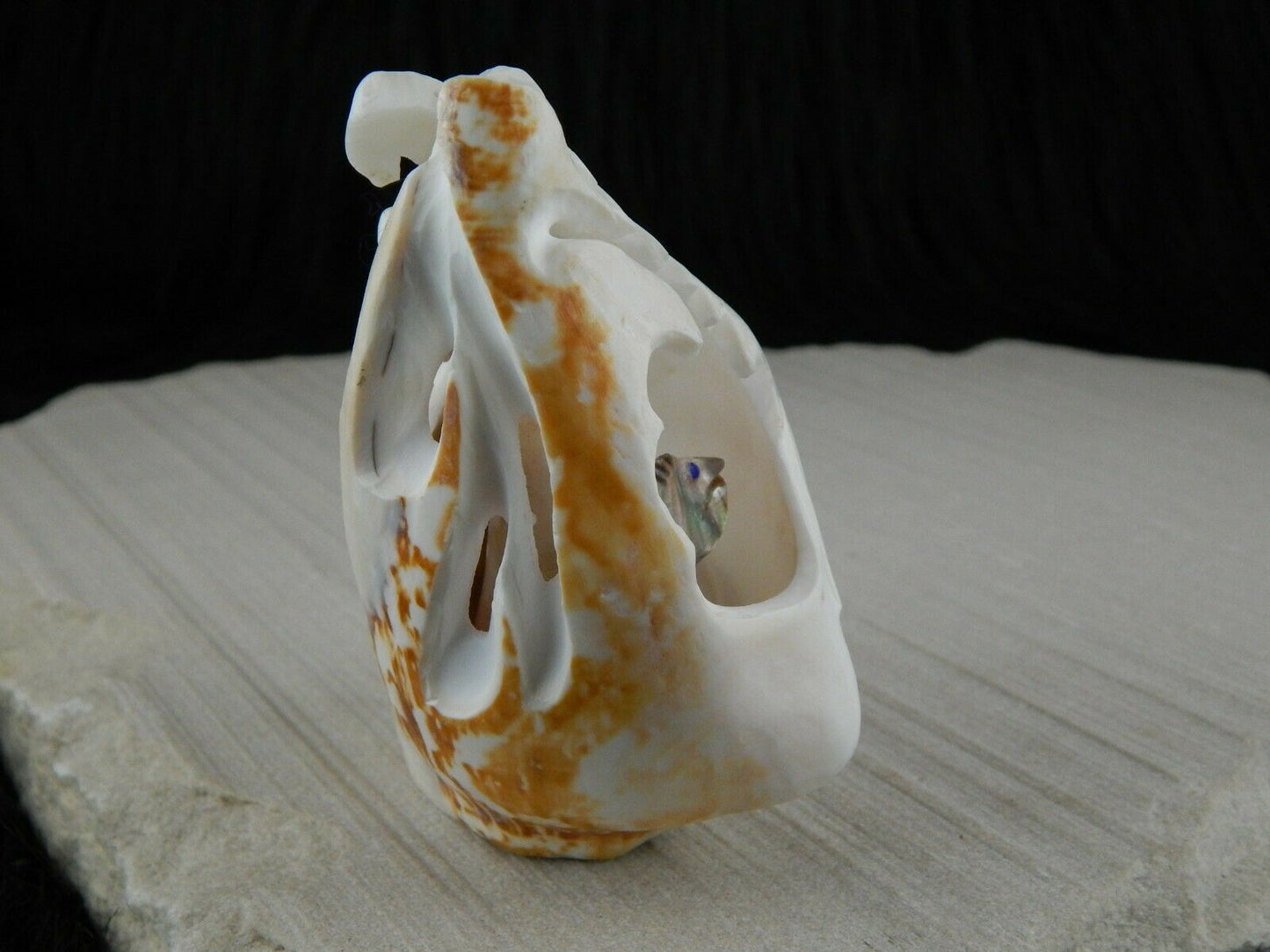 Sea Horse Zuni Fetish Carving - Vaughn Kaskalla - High Lonesome Trading