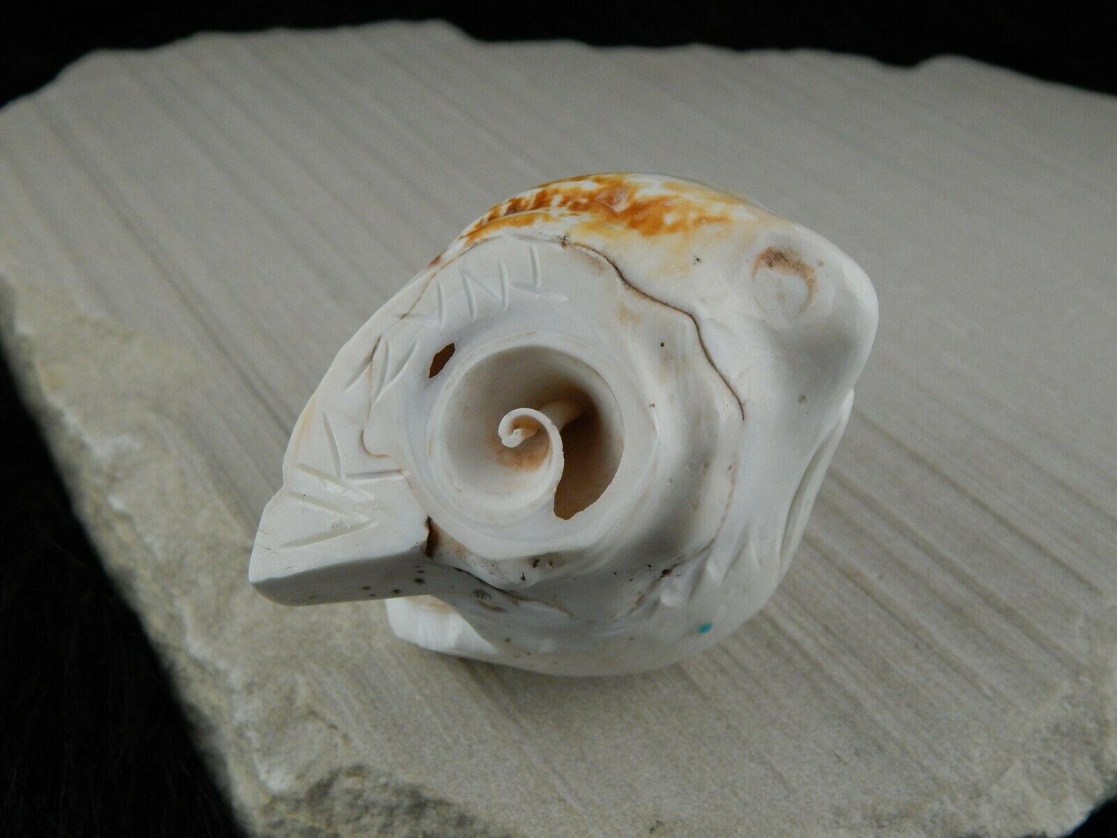 Sea Horse Zuni Fetish Carving - Vaughn Kaskalla - High Lonesome Trading