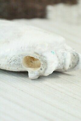 Buffalo Zuni Fetish Carving - Allison White