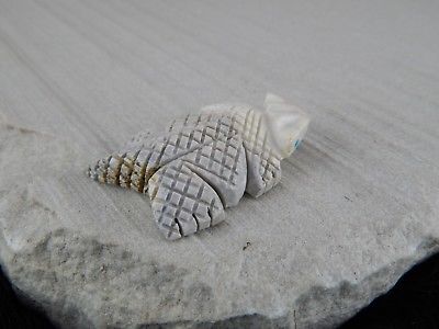 Lizard Zuni Fetish Carving - Carl Etsate - High Lonesome Trading