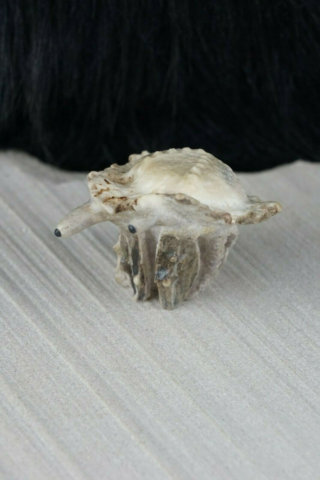 Hermit Crab Zuni Fetish Carving - Maxx Laate - High Lonesome Trading