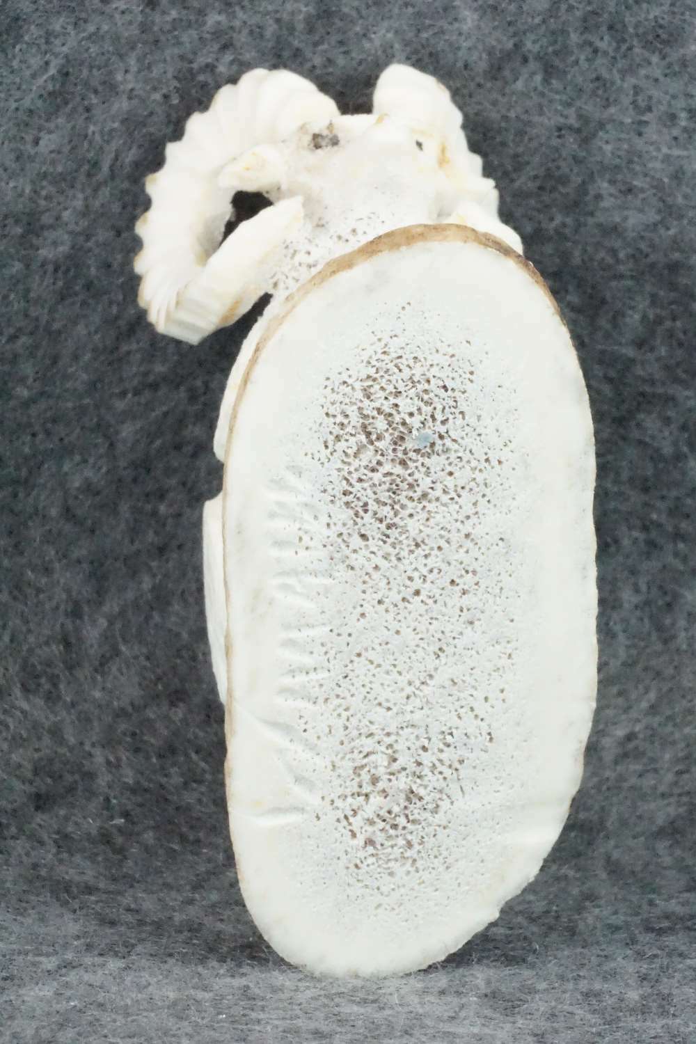 Ram Zuni Fetish Carving - Lewis Malie Jr.