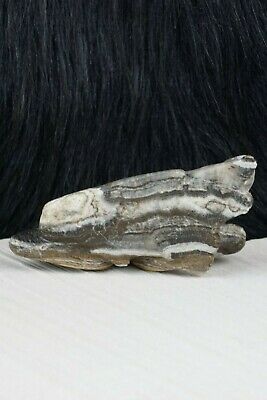 Mountain Lion Zuni Fetish Carving - Lance Cheama - High Lonesome Trading
