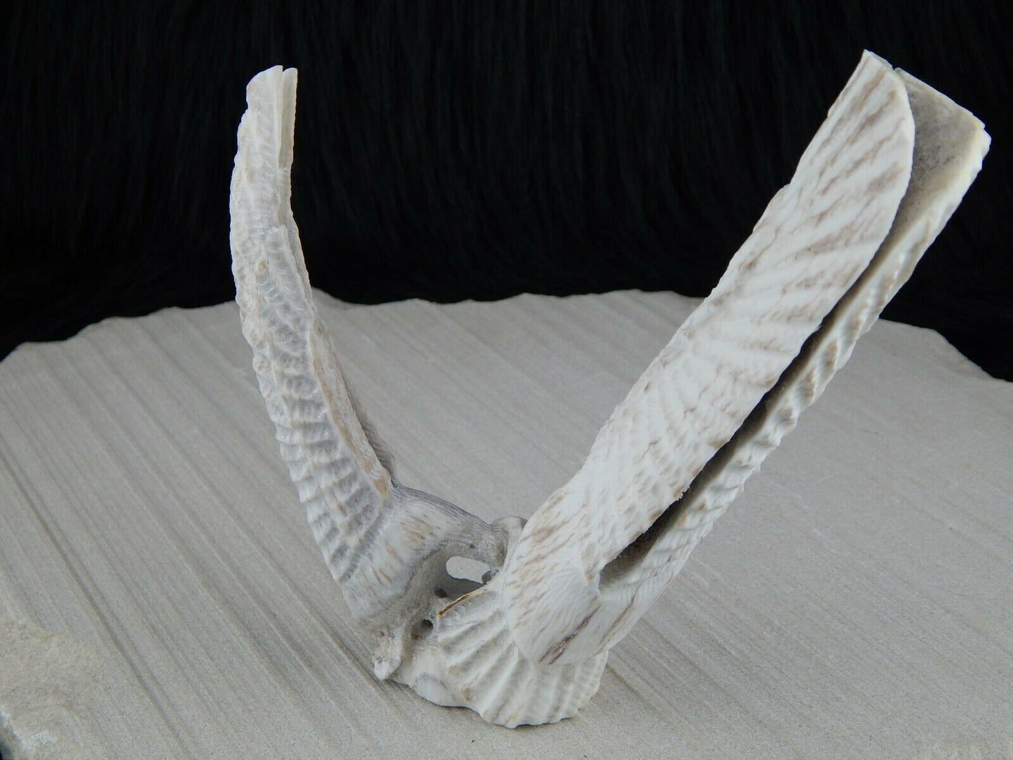 Eagle Zuni Fetish Carving - Jerrold Lahaleon - High Lonesome Trading