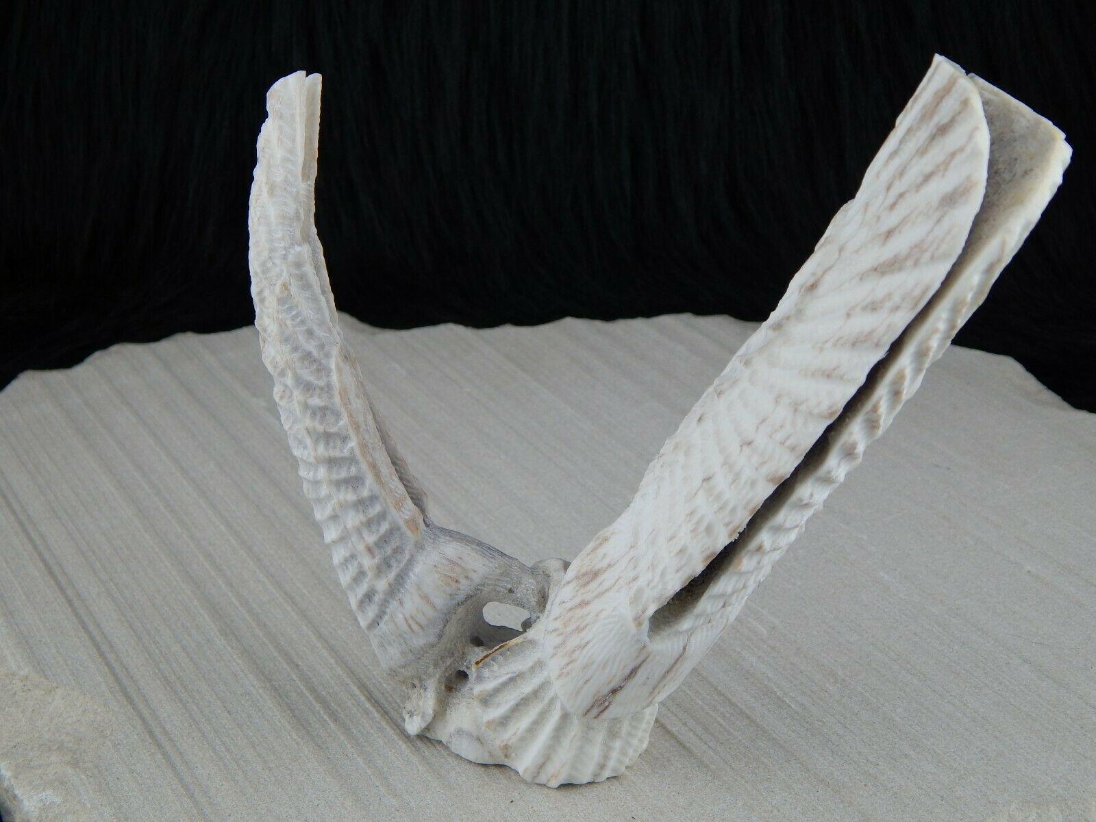 Eagle Zuni Fetish Carving - Jerrold Lahaleon - High Lonesome Trading