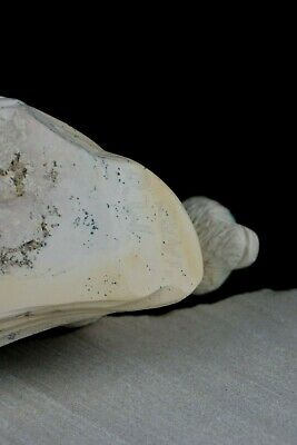 Mountain Lion Zuni Fetish Carving - Darrell Westika - High Lonesome Trading