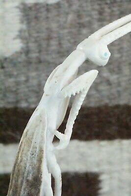 Praying Mantis Zuni Fetish Carving - Maxx Laate - High Lonesome Trading