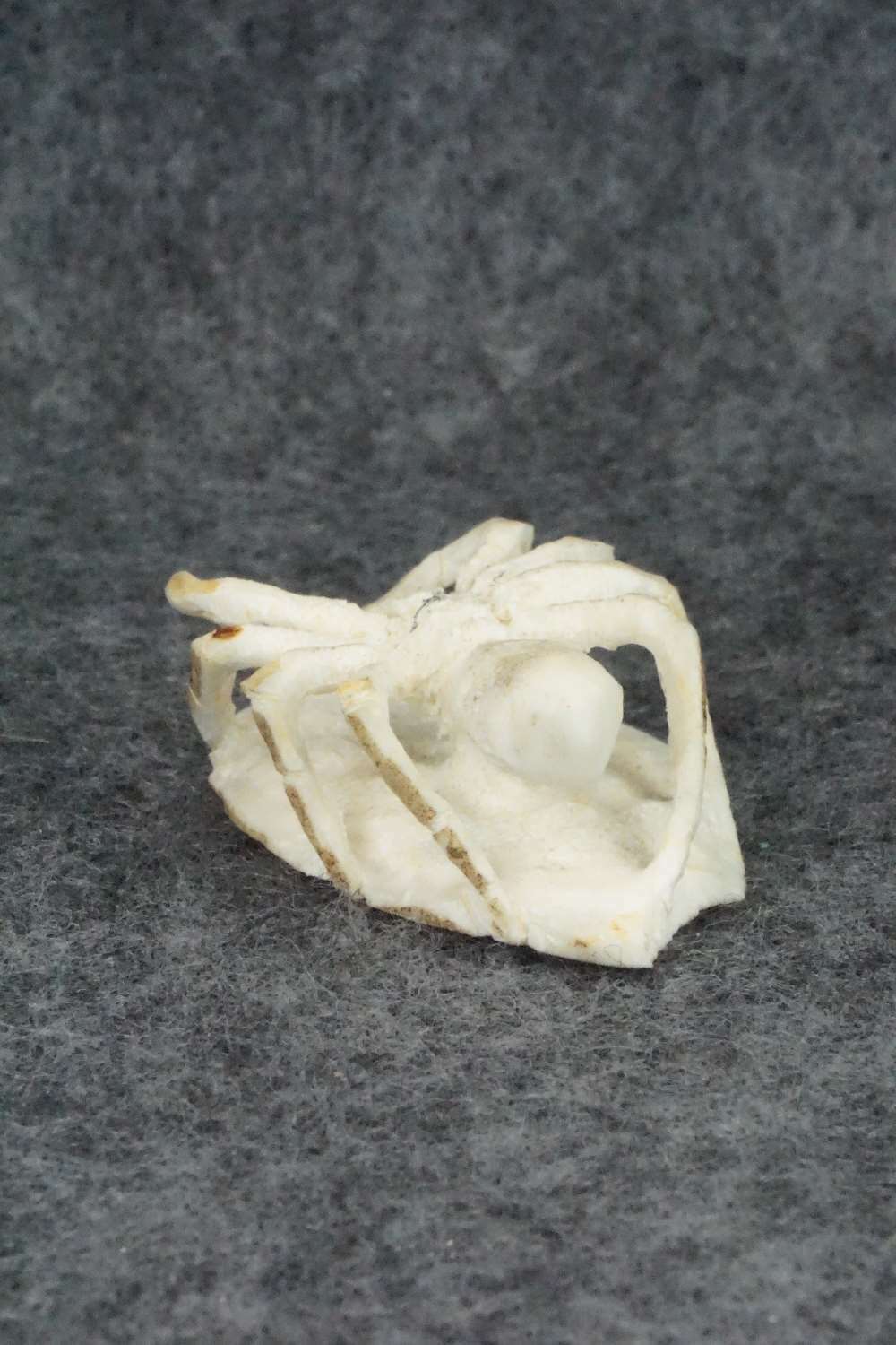 Spider Zuni Fetish Carving - Lewis Malie Jr.