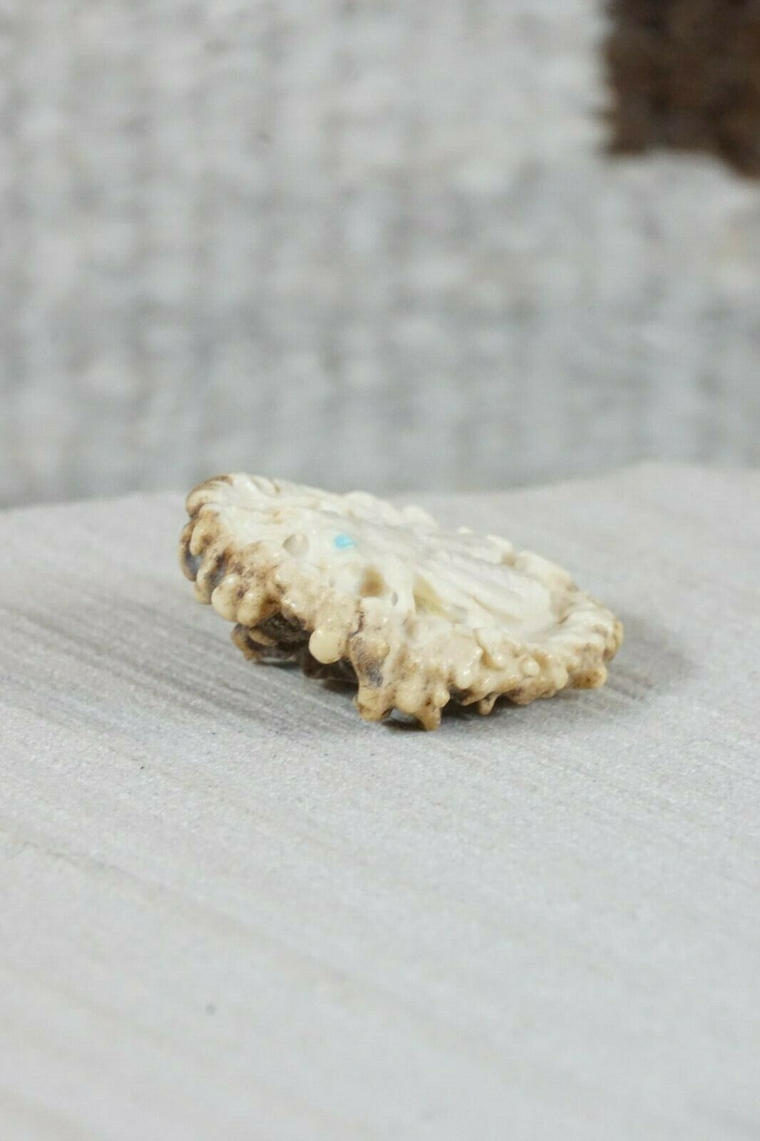 Bug Zuni Fetish Carving - Maxx Laate - High Lonesome Trading