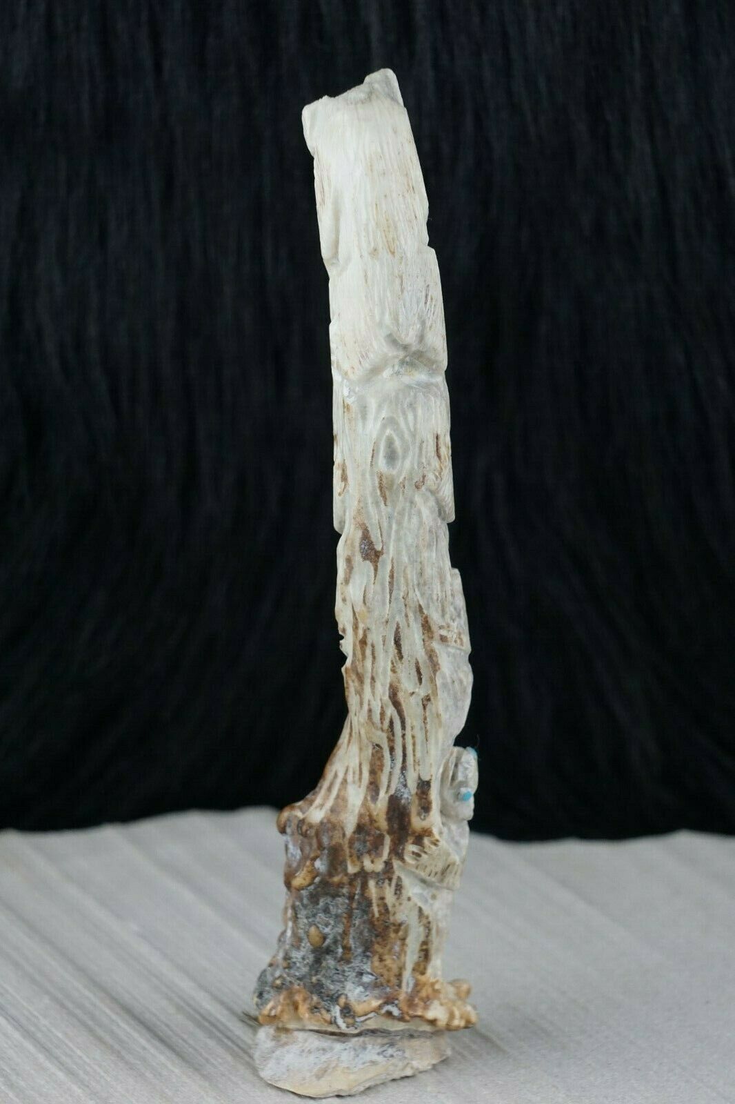 Bear Zuni Fetish Carving - Derrick Kaamasee - High Lonesome Trading