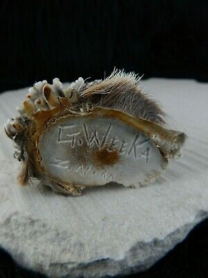 Ram Zuni Fetish Carving - Garrick Weeka - High Lonesome Trading