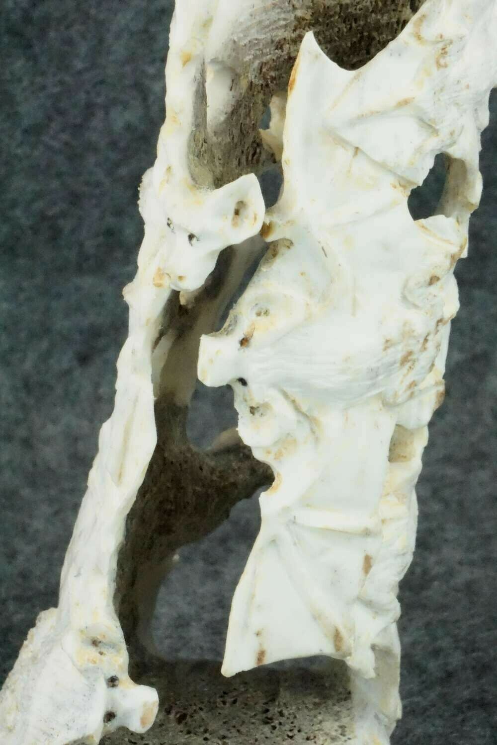 Bat Zuni Fetish Carving - Lewis Malie Jr.
