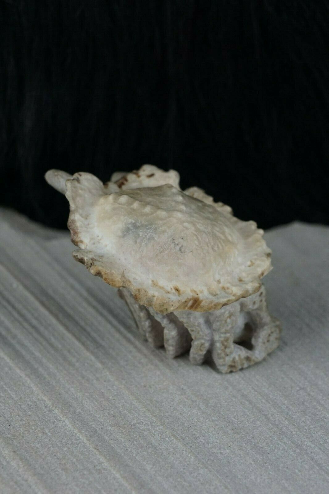 Hermit Crab Zuni Fetish Carving - Maxx Laate - High Lonesome Trading