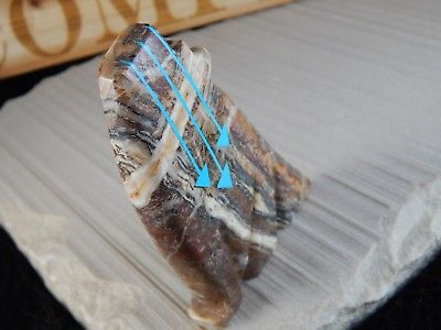 Wolf Zuni Fetish Carving - Bernard Laiwakete - High Lonesome Trading