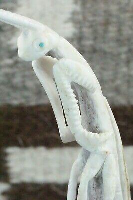 Praying Mantis Zuni Fetish Carving - Maxx Laate - High Lonesome Trading