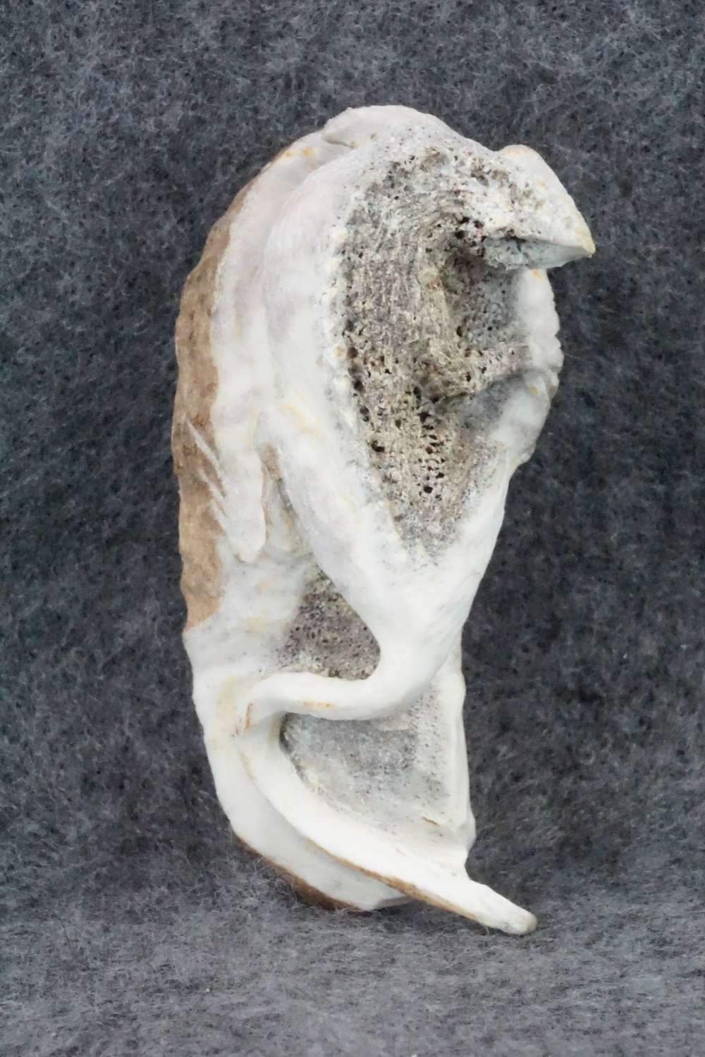 Iguana Zuni Fetish Carving - Lewis Malie Jr.