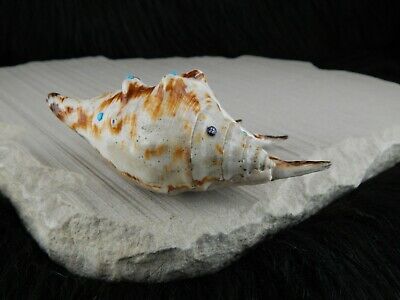 Sea Shell Zuni Fetish - Eric Lonjose - Zuni Sea Shell Carving - Native American - High Lonesome Trading