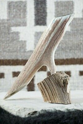 Bird Zuni Fetish Carving - Harvey Harker - High Lonesome Trading
