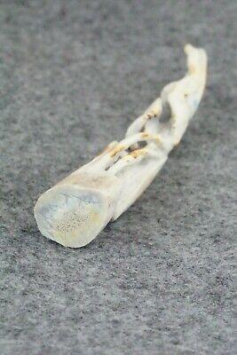 Praying Mantis Zuni Fetish Carving - Maxx Laate - High Lonesome Trading