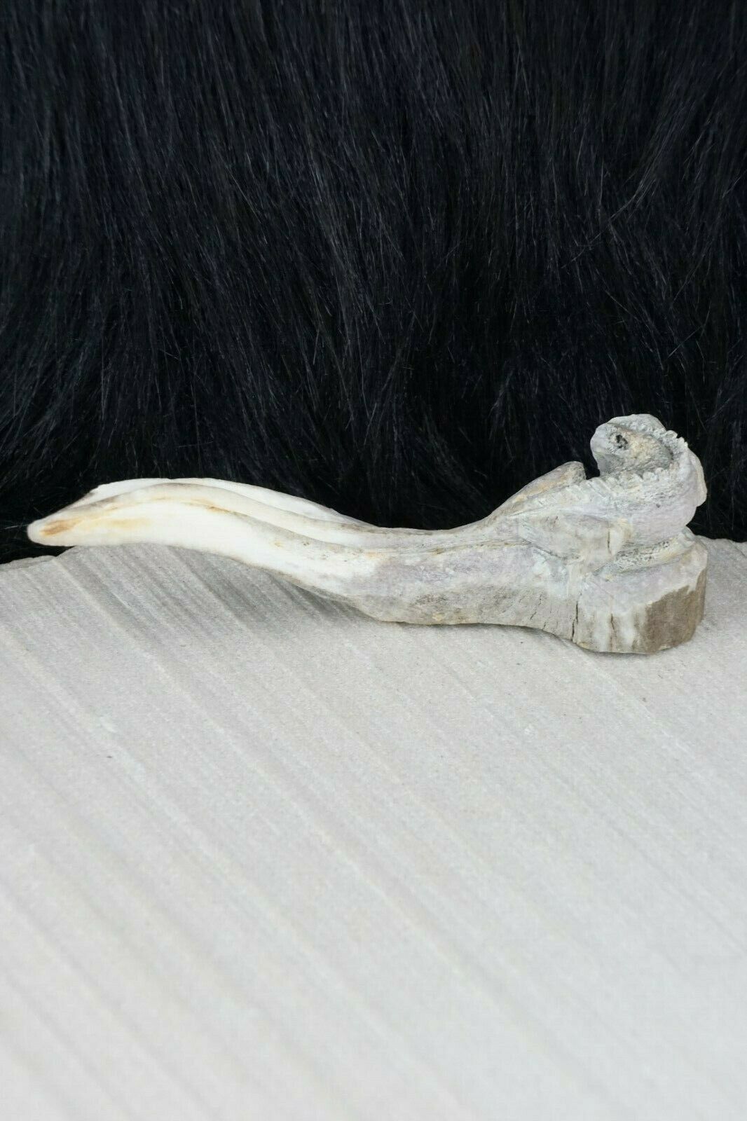 Iguana Zuni Fetish Carving - Lewis Malie - High Lonesome Trading