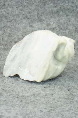 Beaver Zuni Fetish Carving - Derrick Kaamasee