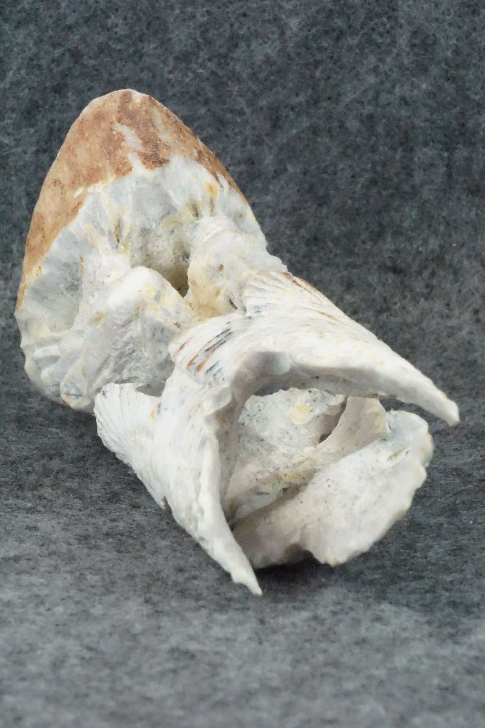 Eagle Zuni Fetish Carving - Lewis Malie Jr.