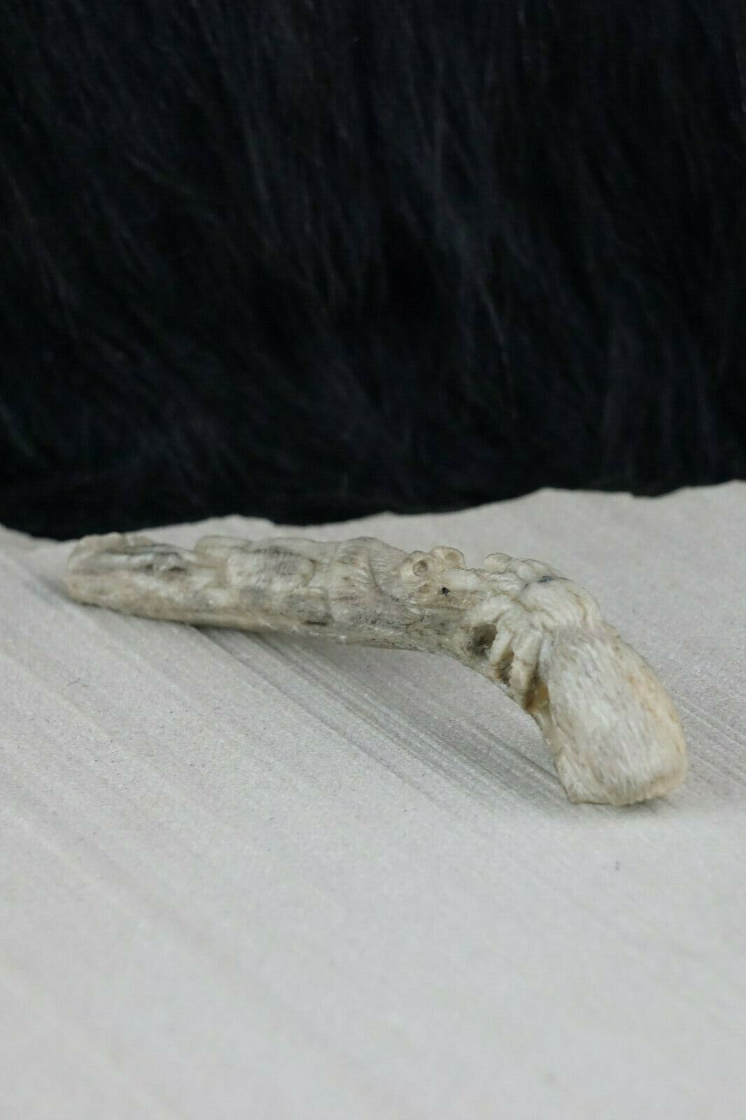 Mountain Lion & Spider Zuni Fetish Carving - Glenn Laate - High Lonesome Trading