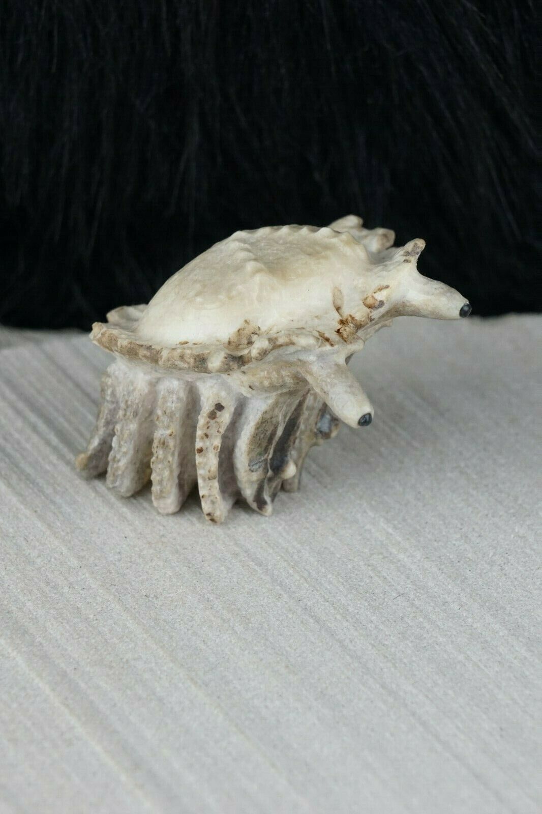 Hermit Crab Zuni Fetish Carving - Maxx Laate - High Lonesome Trading