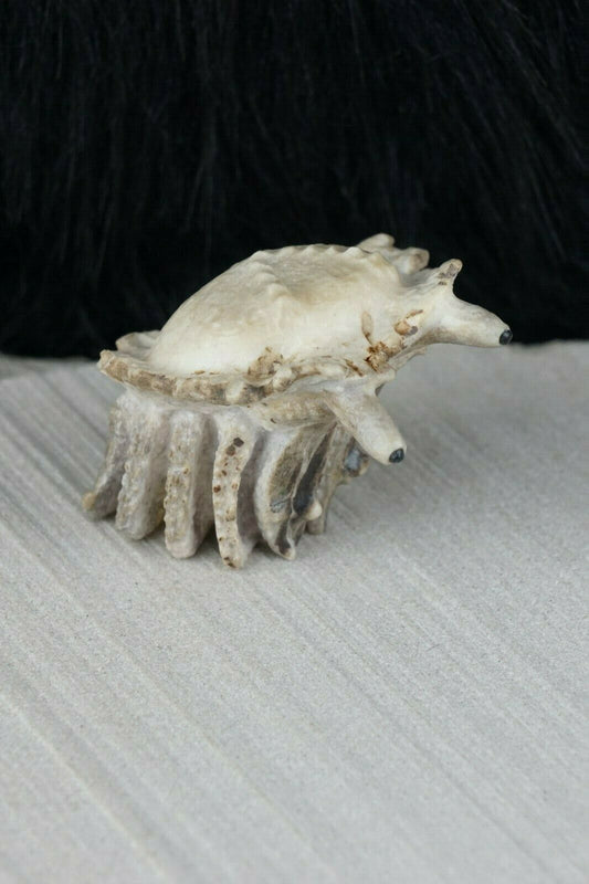Hermit Crab Zuni Fetish Carving - Maxx Laate - High Lonesome Trading