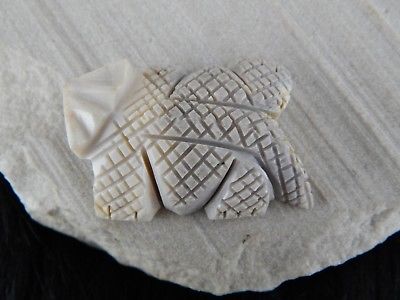 Lizard Zuni Fetish Carving - Carl Etsate - High Lonesome Trading