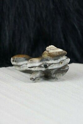 Frog Zuni Fetish - Lance Cheama - Zuni Frog Carving - High Lonesome Trading