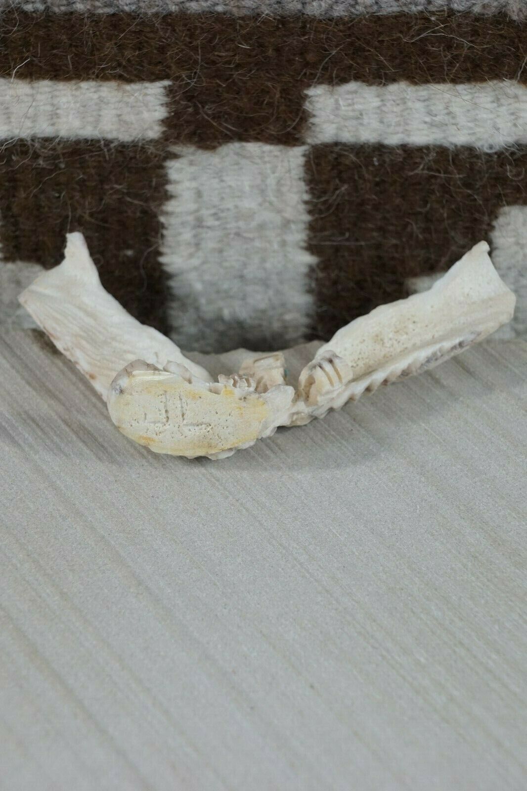 Eagle Zuni Fetish Carving - Jerrold Lahaleon - High Lonesome Trading