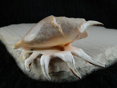 Sea Shell Zuni Fetish - Eric Lonjose - Zuni Sea Shell Carving - Native American - High Lonesome Trading