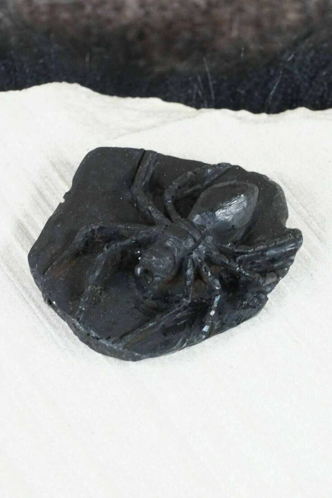 Spider Zuni Fetish Carving - Lewis Malie Jr - High Lonesome Trading