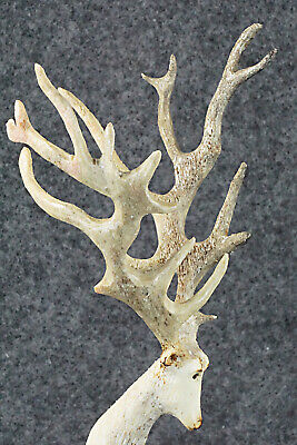 Deer Zuni Fetish Carving - Ruben Najera